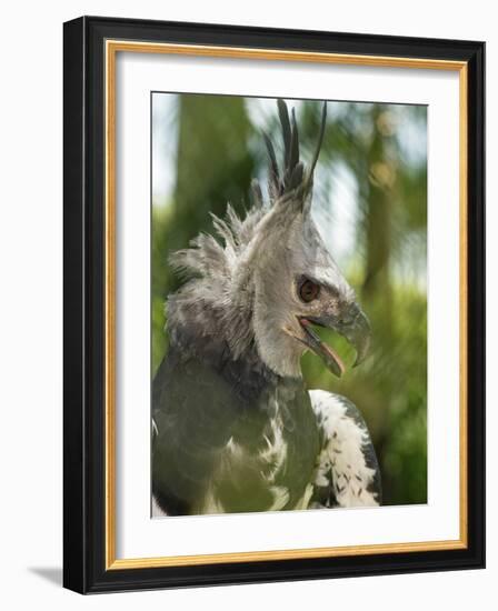 The Harpy Eagle (Harpia Harpyja), Misiones, Argentina-Andres Morya Hinojosa-Framed Photographic Print