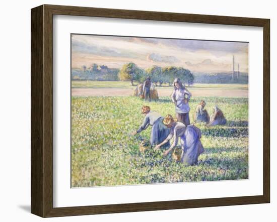 The Harvest of Peas, 1887-Camille Pissarro-Framed Giclee Print