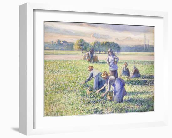 The Harvest of Peas, 1887-Camille Pissarro-Framed Giclee Print