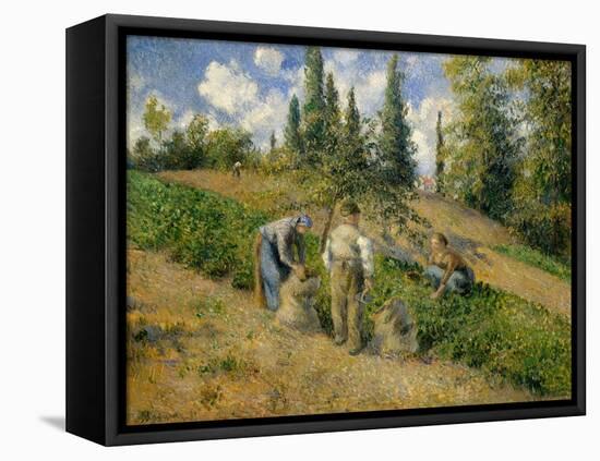 The Harvest, Pontoise, 1881-Camille Pissarro-Framed Premier Image Canvas