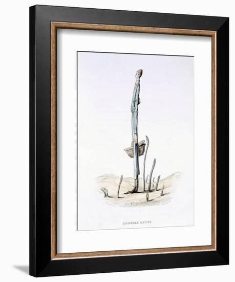 The Hasty Asparagus, from 'L'Empire Des Legumes, Memoires De Curcurbitus'-Amedee Varin-Framed Premium Giclee Print