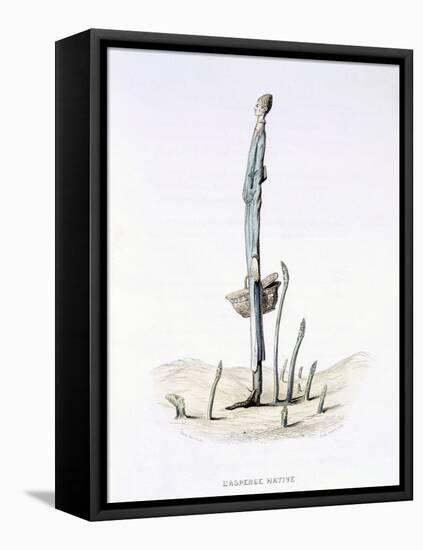 The Hasty Asparagus, from 'L'Empire Des Legumes, Memoires De Curcurbitus'-Amedee Varin-Framed Premier Image Canvas