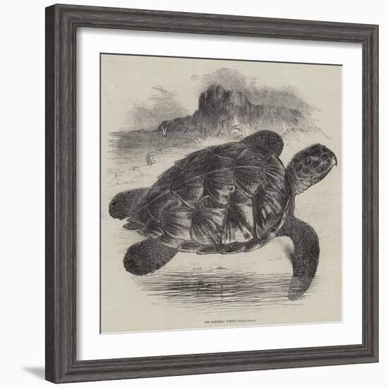 The Hawksbill Turtle (Chelonia Imbricata)-null-Framed Giclee Print