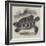 The Hawksbill Turtle (Chelonia Imbricata)-null-Framed Giclee Print