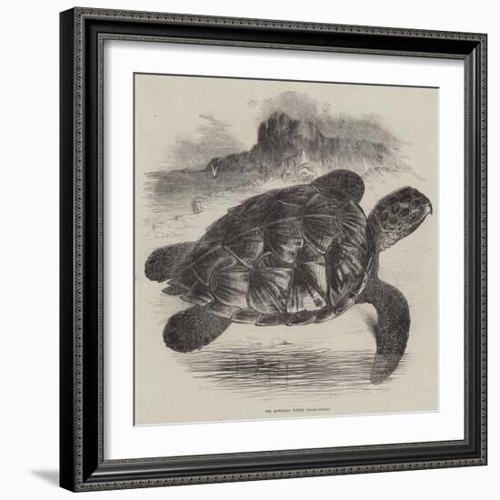 The Hawksbill Turtle (Chelonia Imbricata)-null-Framed Giclee Print