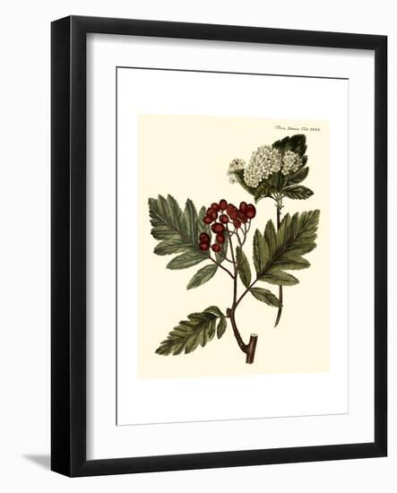 The Hawthorne Tree-Georg C. Oeder-Framed Art Print