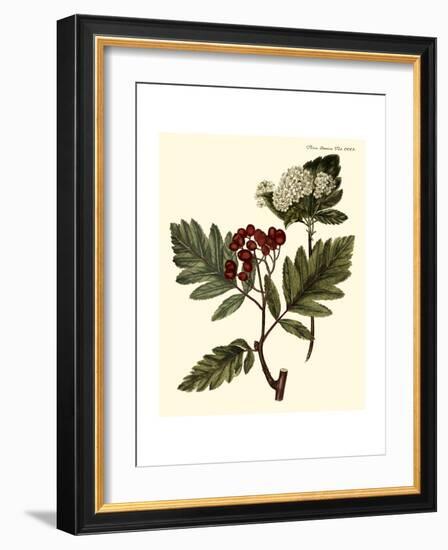 The Hawthorne Tree-Georg C. Oeder-Framed Art Print