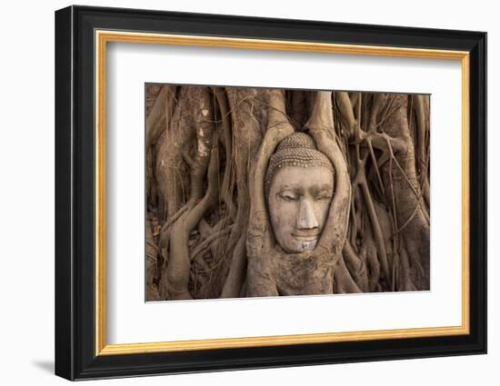 The head of Buddha in Wat Mahathat, Ayutthaya Historical Park, Thailand-Art Wolfe-Framed Photographic Print