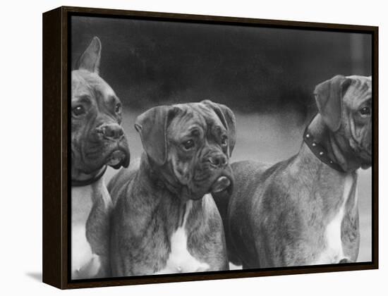 The Heads of Three Boxers Belonging to Mrs Sprigge-null-Framed Premier Image Canvas