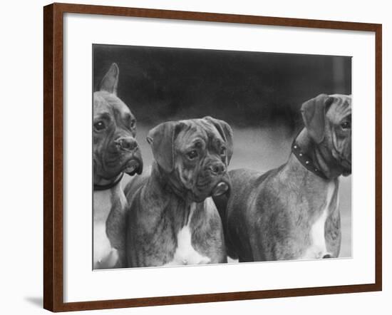 The Heads of Three Boxers Belonging to Mrs Sprigge-null-Framed Photographic Print