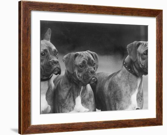 The Heads of Three Boxers Belonging to Mrs Sprigge-null-Framed Photographic Print