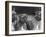 The Heads of Three Boxers Belonging to Mrs Sprigge-null-Framed Photographic Print