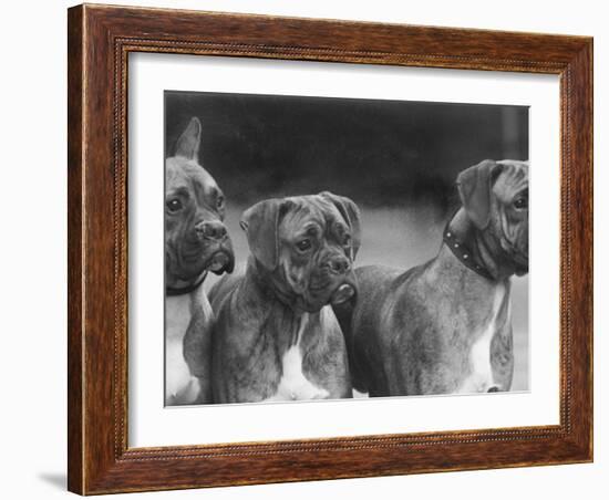 The Heads of Three Boxers Belonging to Mrs Sprigge-null-Framed Photographic Print