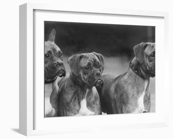 The Heads of Three Boxers Belonging to Mrs Sprigge-null-Framed Photographic Print