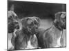 The Heads of Three Boxers Belonging to Mrs Sprigge-null-Mounted Photographic Print