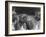 The Heads of Three Boxers Belonging to Mrs Sprigge-null-Framed Photographic Print