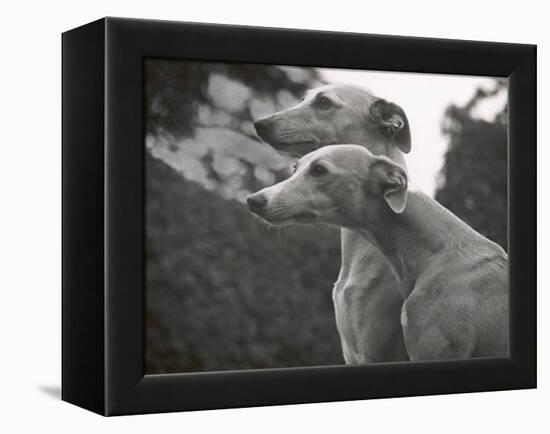 The Heads of Two Whippets Owned by Whitwell-Thomas Fall-Framed Premier Image Canvas