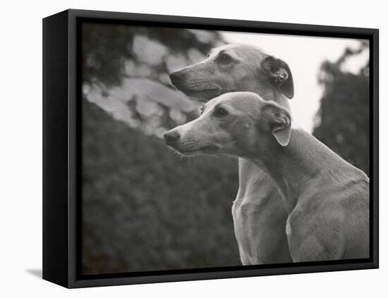 The Heads of Two Whippets Owned by Whitwell-Thomas Fall-Framed Premier Image Canvas