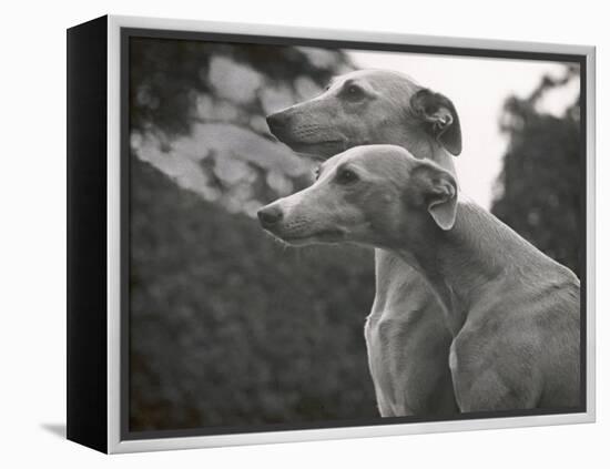 The Heads of Two Whippets Owned by Whitwell-Thomas Fall-Framed Premier Image Canvas