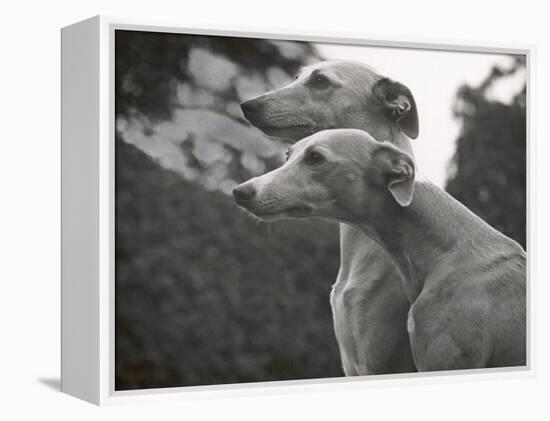 The Heads of Two Whippets Owned by Whitwell-Thomas Fall-Framed Premier Image Canvas