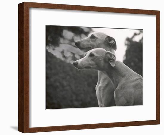 The Heads of Two Whippets Owned by Whitwell-Thomas Fall-Framed Photographic Print