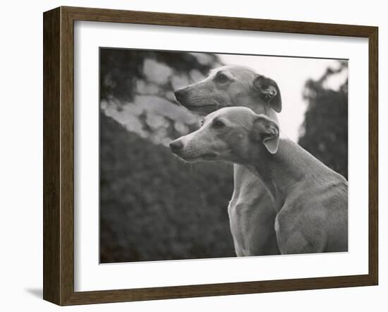 The Heads of Two Whippets Owned by Whitwell-Thomas Fall-Framed Photographic Print