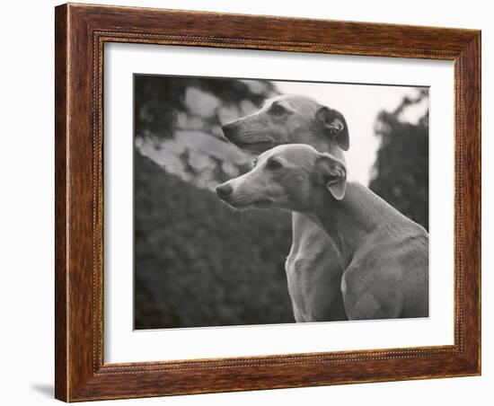 The Heads of Two Whippets Owned by Whitwell-Thomas Fall-Framed Photographic Print
