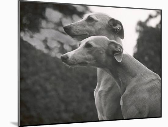 The Heads of Two Whippets Owned by Whitwell-Thomas Fall-Mounted Photographic Print