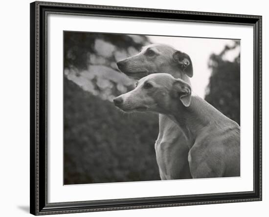 The Heads of Two Whippets Owned by Whitwell-Thomas Fall-Framed Photographic Print