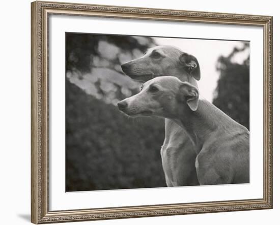 The Heads of Two Whippets Owned by Whitwell-Thomas Fall-Framed Photographic Print