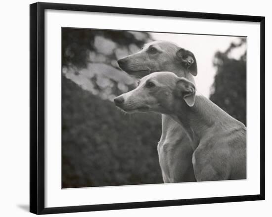 The Heads of Two Whippets Owned by Whitwell-Thomas Fall-Framed Photographic Print