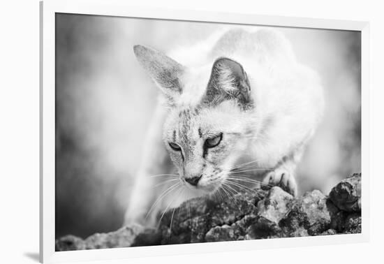 The Heart of a Lion-Jon Bertelli-Framed Photographic Print