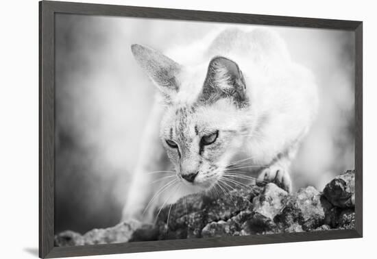 The Heart of a Lion-Jon Bertelli-Framed Photographic Print