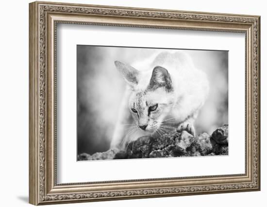 The Heart of a Lion-Jon Bertelli-Framed Photographic Print