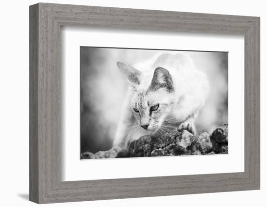 The Heart of a Lion-Jon Bertelli-Framed Photographic Print