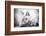 The Heart of a Lion-Jon Bertelli-Framed Photographic Print