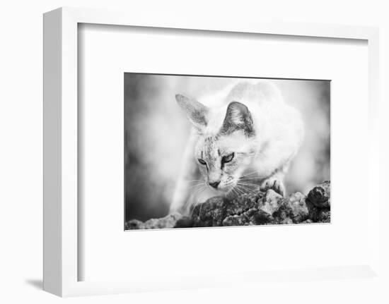 The Heart of a Lion-Jon Bertelli-Framed Photographic Print