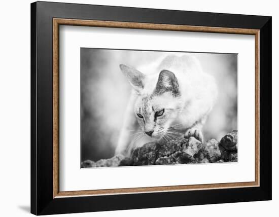 The Heart of a Lion-Jon Bertelli-Framed Photographic Print