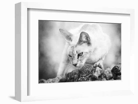 The Heart of a Lion-Jon Bertelli-Framed Photographic Print