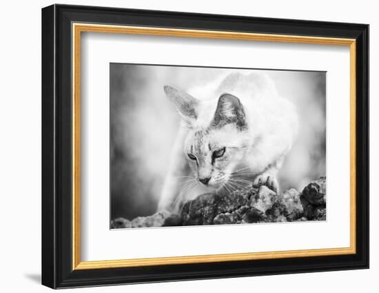 The Heart of a Lion-Jon Bertelli-Framed Photographic Print