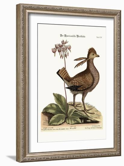 The Heathcock, 1749-73-Mark Catesby-Framed Giclee Print