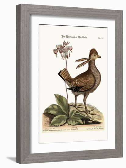 The Heathcock, 1749-73-Mark Catesby-Framed Giclee Print