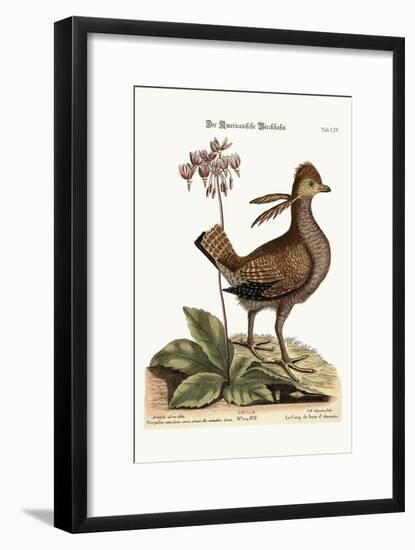 The Heathcock, 1749-73-Mark Catesby-Framed Giclee Print