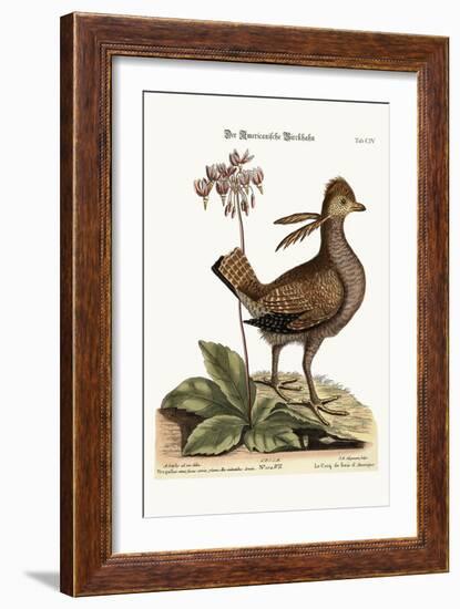 The Heathcock, 1749-73-Mark Catesby-Framed Giclee Print