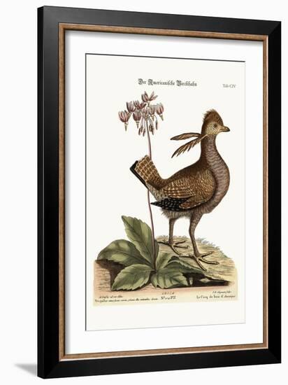 The Heathcock, 1749-73-Mark Catesby-Framed Giclee Print