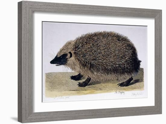 The Hedgehog, 1761-1766-Peter Paillou-Framed Giclee Print
