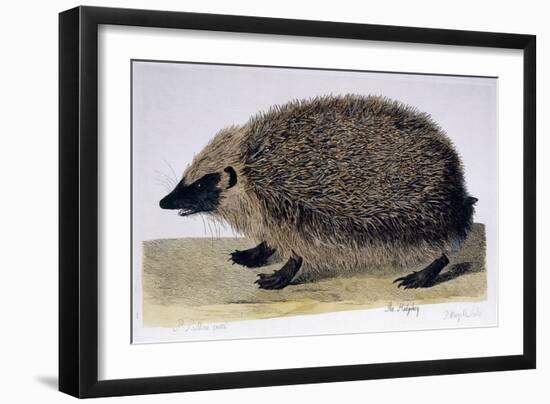 The Hedgehog, 1761-1766-Peter Paillou-Framed Giclee Print