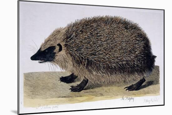 The Hedgehog, 1761-1766-Peter Paillou-Mounted Giclee Print