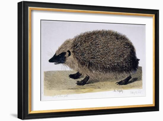 The Hedgehog, 1761-1766-Peter Paillou-Framed Giclee Print