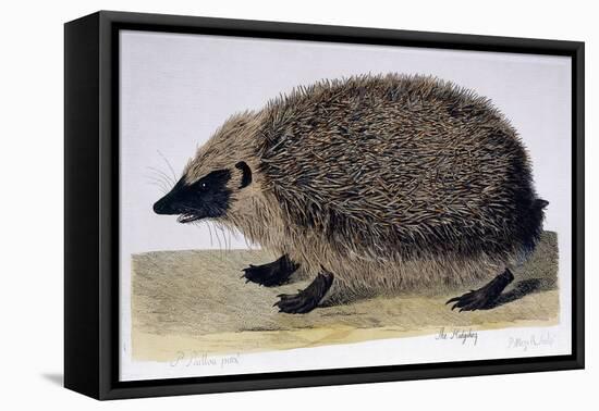 The Hedgehog, 1761-1766-Peter Paillou-Framed Premier Image Canvas